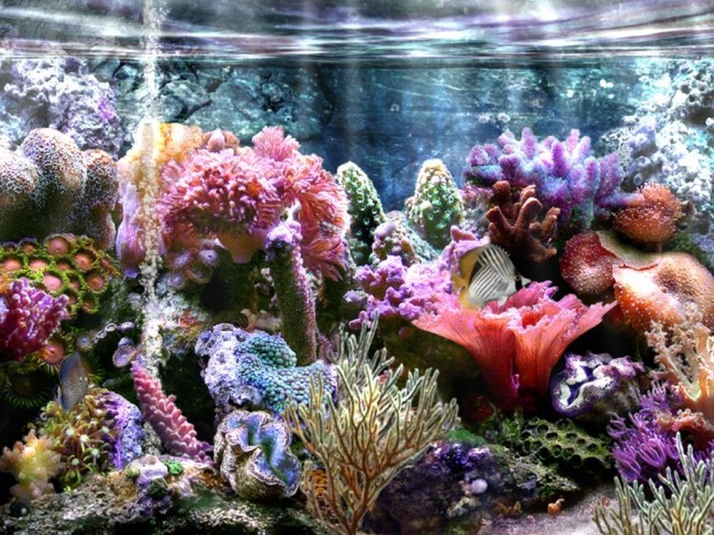 Images Fond D'aquarium A Imprimer Gratuit A4